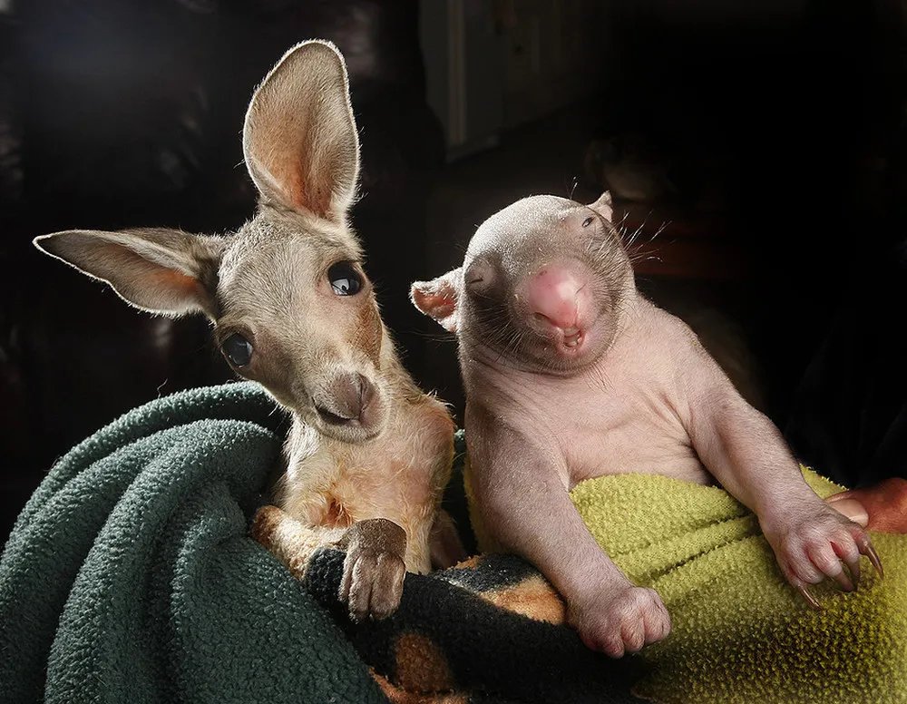 Orphaned Wombat Baby and Kangaroo Joey Are Best Friends