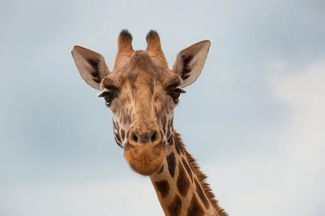 Kelly is named after the actress Grace Kelly, and in turn most of the giraffes themselves are named after individuals who have contributed to the charity African Fund for Endangered Wildlife (AFEW). (Photo by Klaus Thymann)