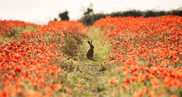 Hare spotted in poppies Tuesday, on July 25, 2023 morning, taken near Downton, Wiltshire, United Kingdom. (Photo by Martin Cook/South West News Service)