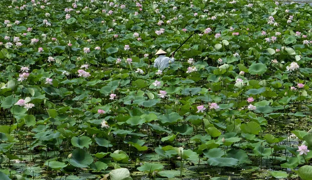 A fisherman navigates his boat  through lotus flowers on Loktak lake, in the northeastern Indian state of Manipur, India, Friday, June 18 2021. Loktak is a freshwater lake famous for its floating islands called Phumdis and the Keibul Lamjao National Park, the only floating national park in the world. (Photo by Yirmiyan Arthur/AP Photo)