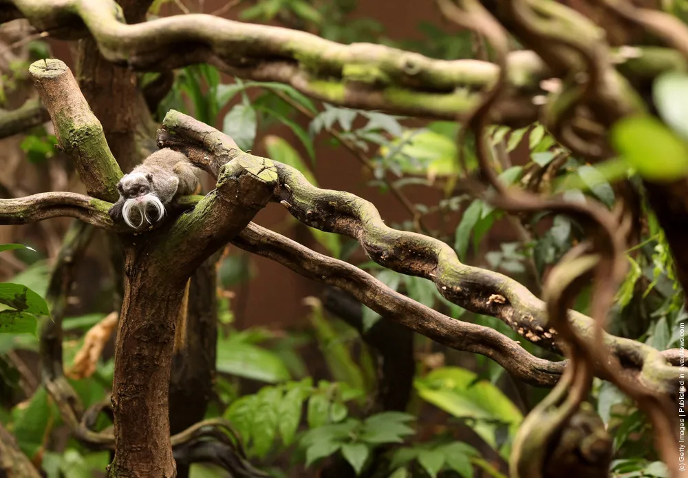 Emperor Tamarin Monkeys