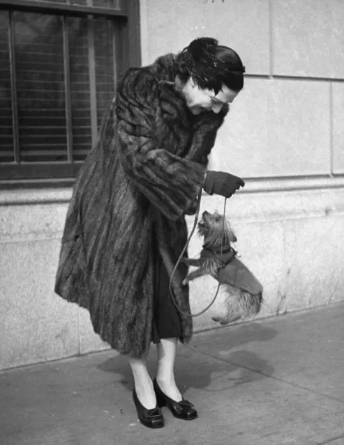 Author Fannie Hurst clad in mink coat, enjoying the jumping antics of her Yorkshire terrier Orphan Annie on the street. (Photo by Nina Leen/Pix Inc./The LIFE Picture Collection/Getty Images)