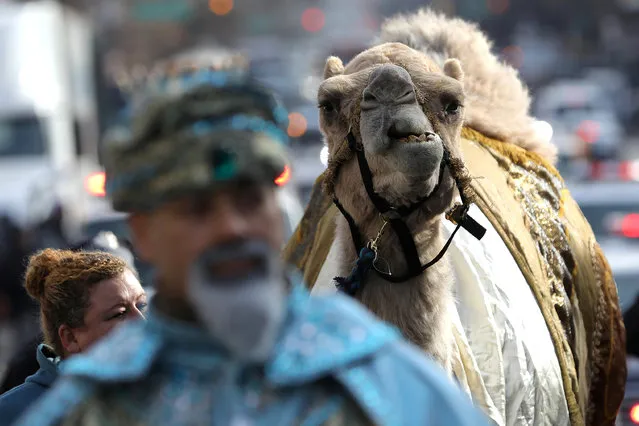 A camel follows people dressed as the three wise men through the streets during the annual Three Kings Parade which marks the Christian holiday of Three Kings Day in the Harlem Section of Manhattan in New York City, New York, U.S., January 4, 2019. (Photo by Mike Segar/Reuters)