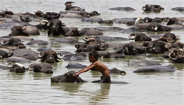 A boy sits on a buffalo as he cools off in a pond during a hot summer day at Jetapura village in Gujarat June 24, 2012. (Photo by Amit Dave/Reuters)