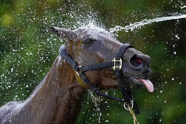 Being hosed down on a very hot day during the semi final of The Gold Cup British Open Polo Championship at Cowdray Park between Great Oaks LL and UAE Polo Team on July 21, 2021 in Midhurst, England. (Photo by Alan Crowhurst/Getty Images)