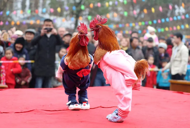 Roosters dressed up in costumes are on display during a local chicken beauty pageant in Guang'an, Sichuan province, China January 17, 2019. (Photo by Reuters/China Stringer Network)
