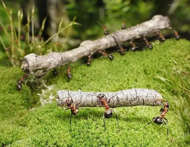 Natural Ant Photography by Andrey Pavlov Part 3