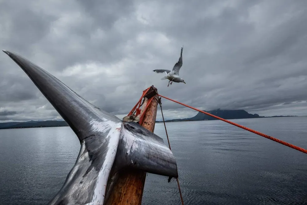 2013: Year in Review by National Geographic. Part 3/3