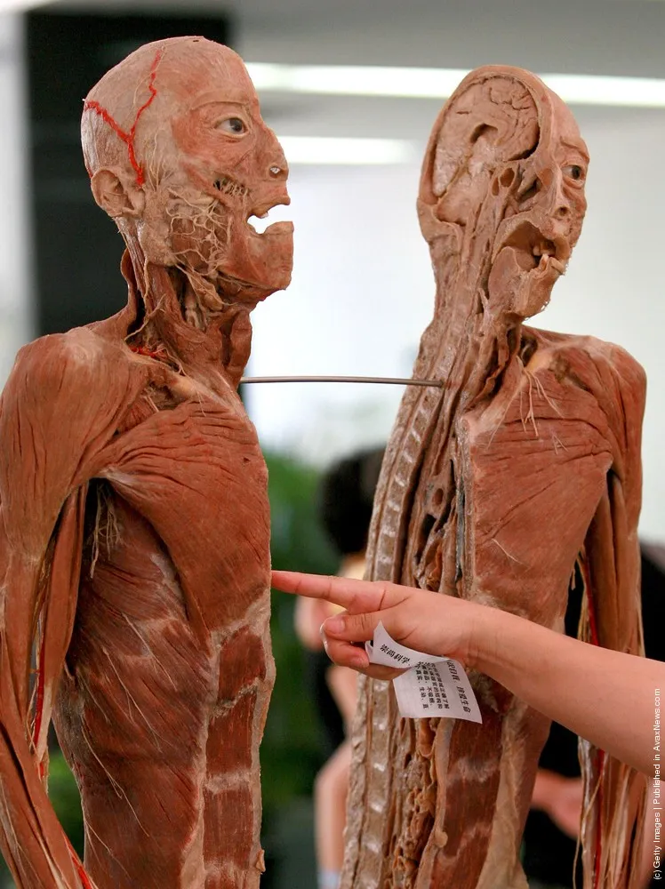 Human Body's Wonder Scientific Travelling Exhibition