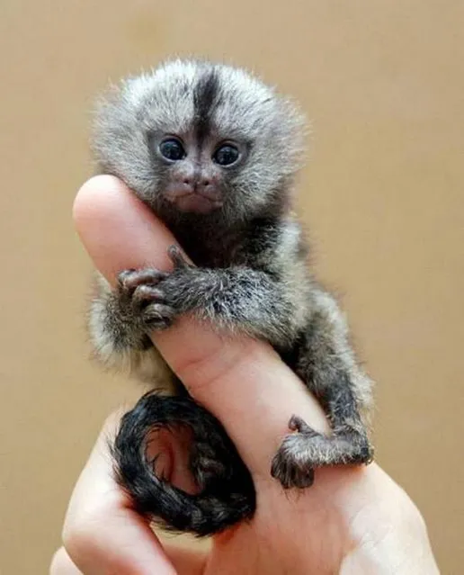 Pygmy Marmoset - The Smallest Monkey