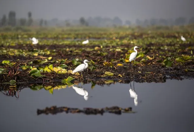Birds rest on lotus lilies and weeds at the Dal lake in Srinagar, Indian controlled Kashmir, Tuesday, September 14, 2021. (Photo by Mukhtar Khan/AP Photo)