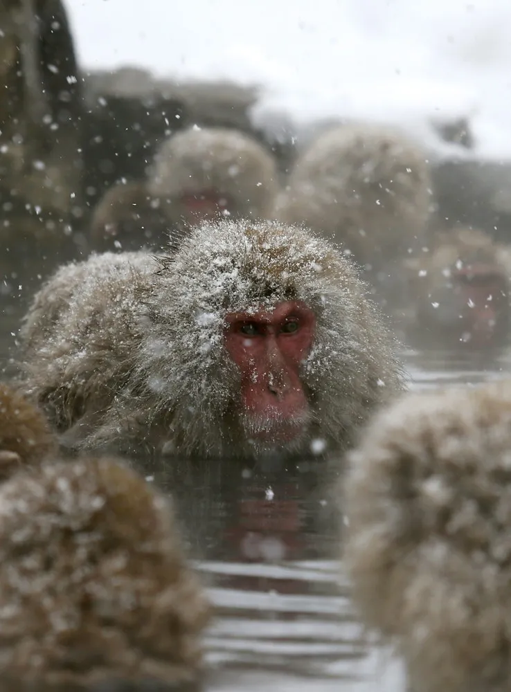 Monkeys in a Hot Spring