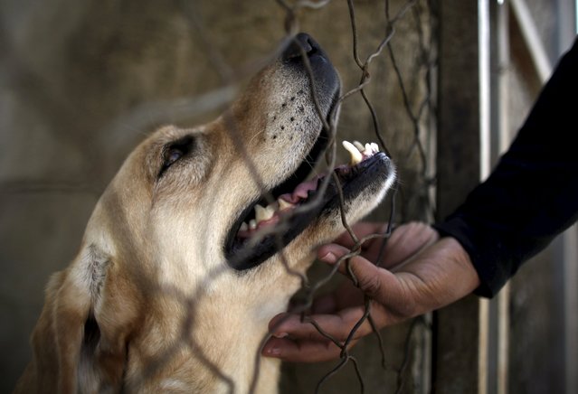A dog trainer works with a previously abandoned dog at a police centre in Saltillo, Mexico March 4, 2016. (Photo by Daniel Becerril/Reuters)