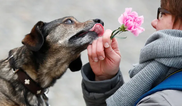 A dog tries to reach a flower which was distributed by female soldiers of the German Armed Forces (Bundeswehr) to women during the International Women's Day near the Brandenburg Gate in Berlin, Germany, March 8, 2019. (Photo by Hannibal Hanschke/Reuters)