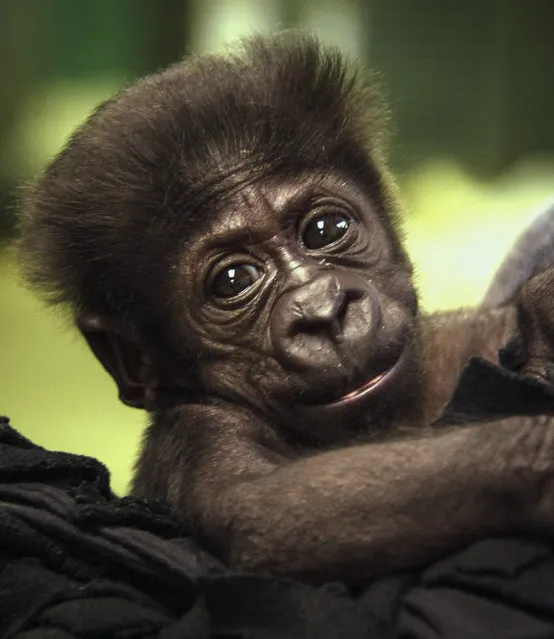 In this September 21, 2014 file photo provided by the Oklahoma City Zoo, Kamina, a Western Lowland gorilla who was born August 16 at the zoo, is pictured at the zoo in Oklahoma City. Kamina was rejected by her mother and has been moved to the Cincinnati Zoo. (Photo by Jennifer D'Agostino/AP Photo/Oklahoma City Zoo)