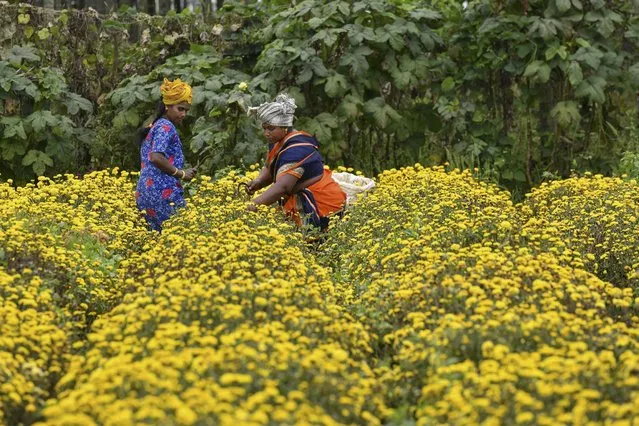 Farmers harvest chrysanthemum flowers from a field on the outskirts of Bangalore on October 5, 2021. (Photo by Manjunath Kiran/AFP Photo)