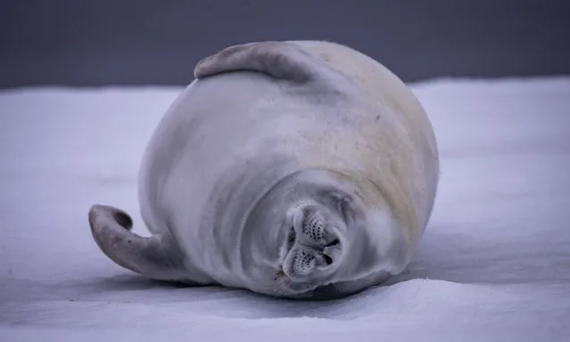 A Crabeater seal sleeps as it lies on snow covered ice in Antarctica on February 26, 2019. Turkish scientific research team has completed their navigation after set up a research camp within the 3rd National Science Antarctica Expedition, under the auspices of Presidency of Turkey and under the coordination of the Ministry of Industry and Technology and Istanbul Technical University (ITU) Polar Research Center (PolReC). The continent, which is not under the rule of any countries, is called the 'science' and 'peace' continent. Antarctica, the world's fifth largest continent, with an area of 14 million square kilometers, is located in the southernmost part of the southern hemisphere. The 98 percent of the continent is covered with ice with an average thickness of 1.6 kilometers, contains 67 percent of the freshwater source on the Earth. The untouched nature of Antarctica is of great importance for our future of the world. Antarctica, which has no indigenous people, is home to penguins, seals, whales, birds and various animals. (Photo by Ozge Elif Kizil/Anadolu Agency/Getty Images)