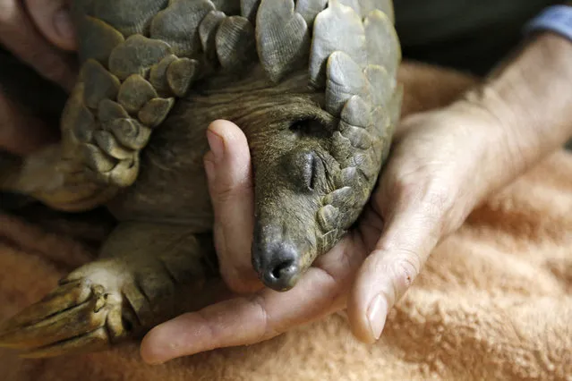 In this photo taken Friday, February 22, 2019 a pangolin recovers from anesthetic at the Johannesburg Wildlife Veterinary Hospital, after undergoing a sonogram to check for pregnancy after being rescued from poachers in a sting operation. With the expansion of Pretoria and Johannesburg, South Africa's capital city and its economic center, the animals indigenous to the region are being squeezed out by development. The wildlife hospital mainly treats small mammals and raptors that are injured. (Photo by Denis Farrell/AP Photo)