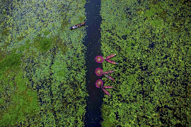Workers in Satla village, in southern Bangladesh, harvest vibrant purple water lilies, arranging them in circles on the surface of the dark water on September 24, 2021. The flowers are sold at markets to be cooked and eaten as a local delicacy. (Photo by Saleh Mohammed Asif/Solent News)
