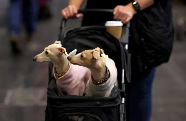 A woman pushes a pram containing two Italian Greyhounds on the second day of the Crufts dog show in Birmingham, Britain, on March 8, 2024. (Photo by Phil Noble/Reuters)