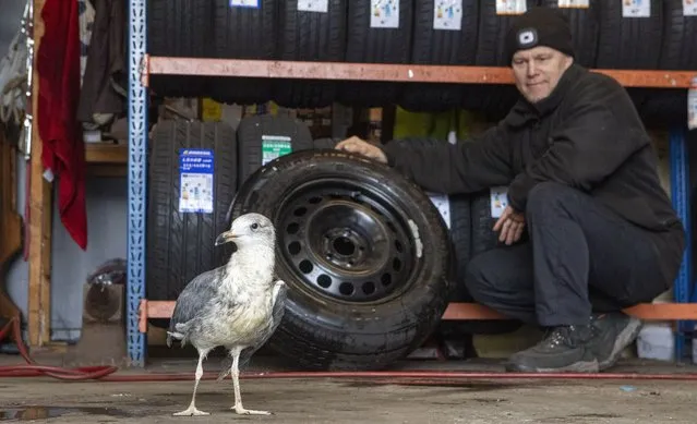 Bruce Garden, a car mechanic, has become best pals with a seagull he named Hopeful. He nursed the injured bird back to health when he found it with a badly damaged wing on the industrial estate in UK where he works. He has even made her a nest out of one of his old tyres. March 14, 2024. (Photo by Katielee Arrowsmith/South West News Service)