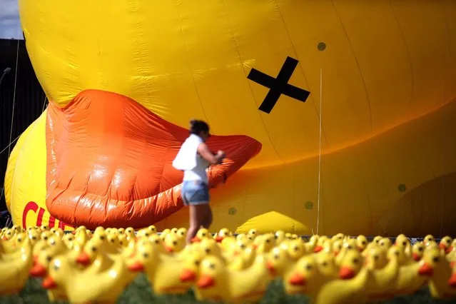 A general view shows a woman walking in front of a 20-meter-high inflatable duck placed in protest in front of the National Congress in Brasilia, Brazil, 29 March 2016. The Federation of Industries of Sao Paulo adopted the duck as a symbol against what they define as the economic quackery of Brazil's President Dilma Rousseff and to express support to 400 members of the organization who are demanding a trial against the president. (Photo by Fernando Bizerra Jr./EPA)