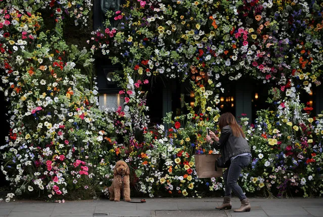A woman photographs her dog in front of a restaurant with its front covered in flowers in London, Britain, May 18, 2019. (Photo by Hannah McKay/Reuters)