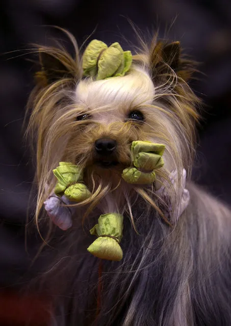 Jonty, a Yorkshire Terrier is groomed ahead of being shown on the third day of the Crufts dog show at the NEC on March 8, 2014 in Birmingham, England. Said to be the largest show of its kind in the world, the annual four-day event, features thousands of dogs, with competitors travelling from countries across the globe to take part. Crufts, which was first held in 1891 and sees thousands of dogs vie for the coveted title of “Best in Show”. (Photo by Matt Cardy/Getty Images)
