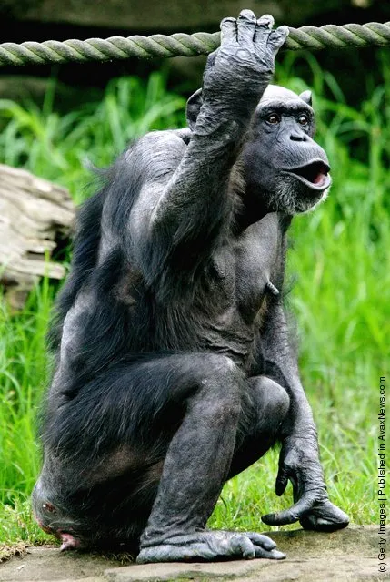 Female Chimpanzee Fifi sits in her enclosure at Taronga Zoo