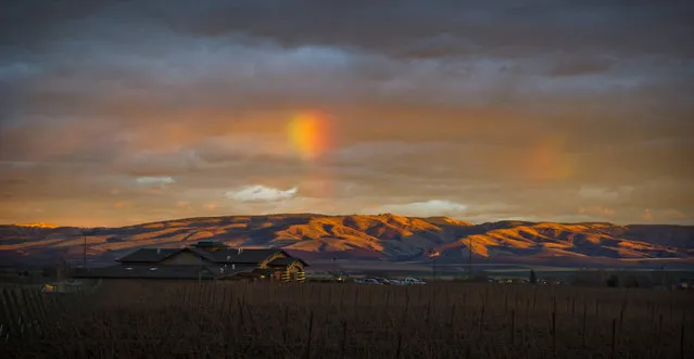 Across a vineyard of cabernet franc grapevines, a small bit of rainbow appears in the sky above Northstar Winery at sunset in Walla Walla, Wash., Tuesday, December 8, 2015. (Photo by Greg Lehman/Walla Walla Union-Bulletin via AP Photo)