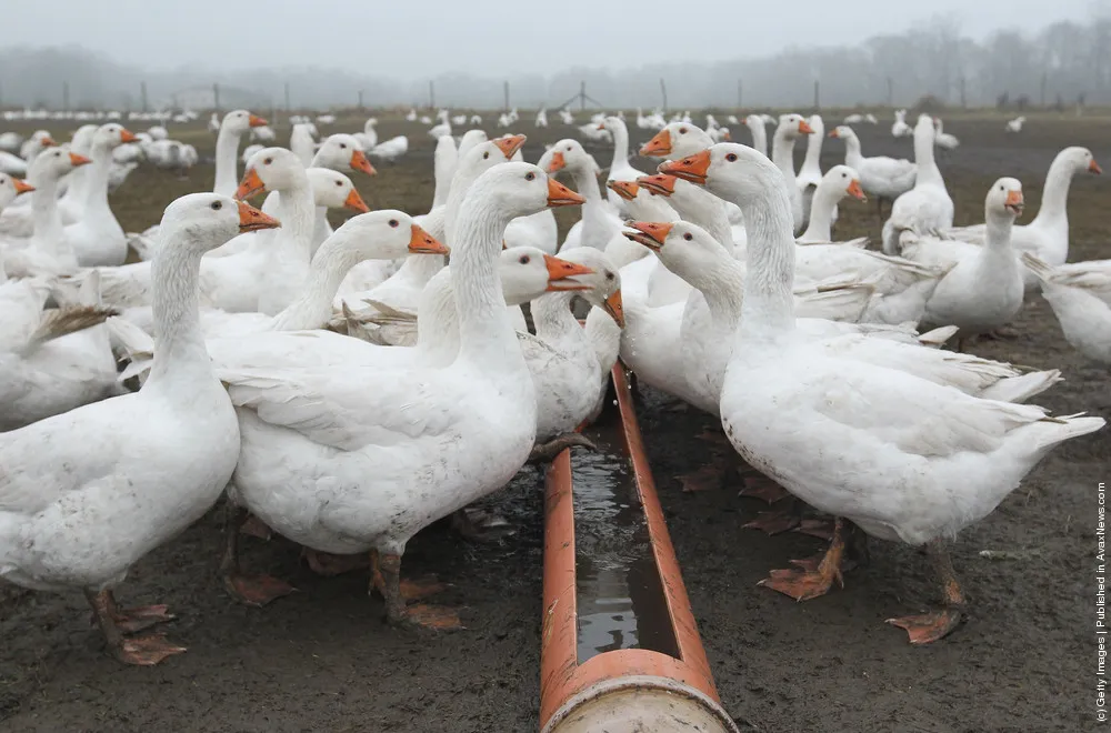 Goose Farmers Prepare For Christmas Season