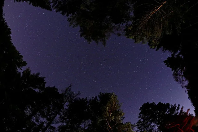 A view from a Siberian Taiga forest shows stars in the night sky outside Krasnoyarsk, Russia on April 5, 2019. (Photo by Ilya Naymushin/Reuters)