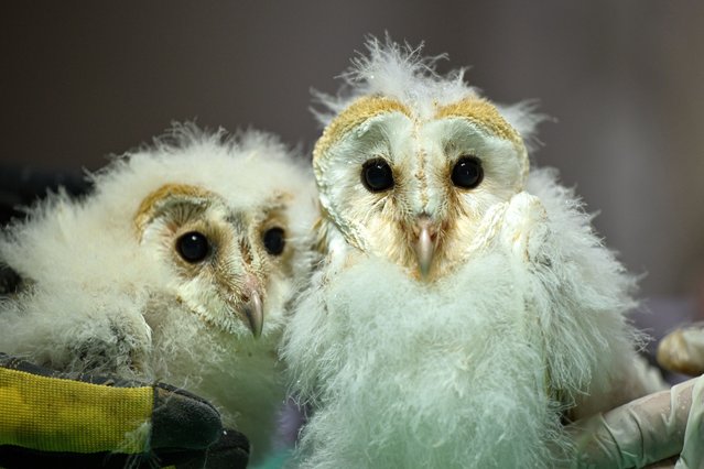 Tawny owlets that fell from the nest are brought to the Animal Hospital in the Nature Life Park and were taken under treatment in the intensive care unit in Nurdagi district of Gaziantep, Turkiye on May 23, 2024. The owlets fed with specially prepared food are carefully cared for. (Photo by Adsiz Gunebakan/Anadolu via Getty Images)