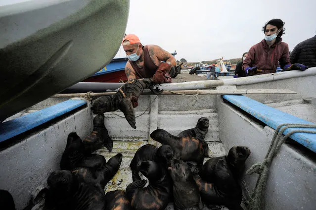 A volunteer places a sea lion pup into a boat with others after they fell into the ocean, before they are being released back to a rock and sanctuary for a herd of sea lions, in Cobquecura, Chile on February 3, 2022. (Photo by Jose Luis Saavedra/Reuters)