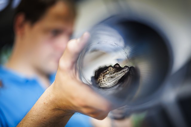 A young crocodile is handled inside a plastic tube as it is being prepared for shipping at Aquatis, Europe's largest freshwater aquarium-vivarium, in Lausanne, Switzerland, 12 June 2024. Raised by Aquatis in Lausanne, sixteen young West African crocodiles (Crocodylus suchus) embarked on their journey to Morocco on Wednesday. Sixty years after their disappearance from the area, they will be gradually reintroduced into their natural habitat, a first on the African continent. (Photo by Valentin Flauraud/EPA/EFE)
