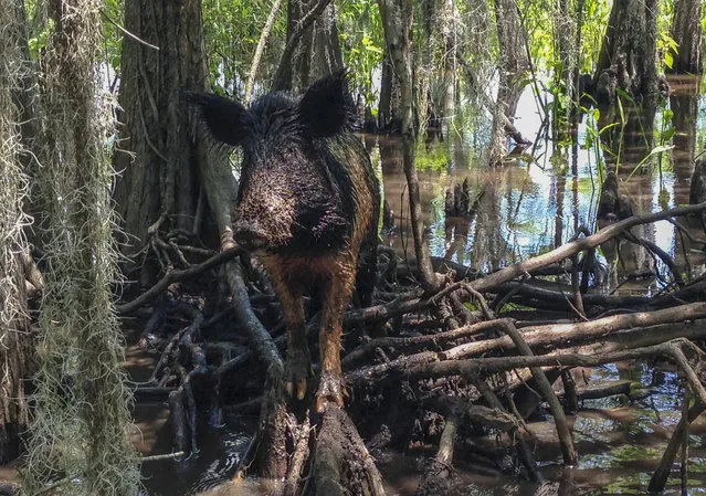 In this Thursday, April 13, 2017, photo, a wild boar walks in a swamp, in Slidell, La. Feral hogs are believed to cause $76 million or more in damage across the state every year but in recent years a small Louisiana slaughterhouse has begun butchering the hogs and selling the product to grocery stores and restaurants as part of an effort to help control the hogs' numbers. (Photo by Rebecca Santana/AP Photo)
