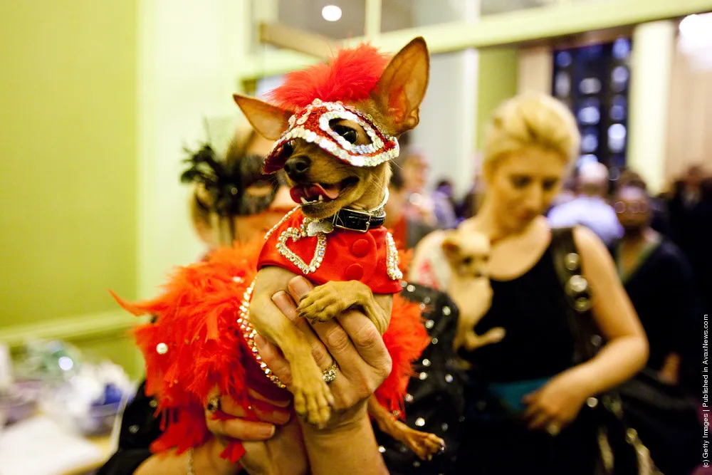 Dog Fashion Show Held Ahead of Next Week's Westminster Kennel Club Dog Show