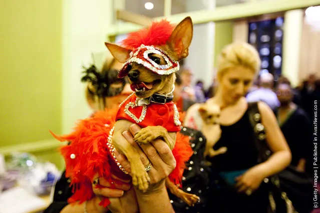 Dog Fashion Show Held Ahead Of Next Week's Westminster Kennel Club Dog Show