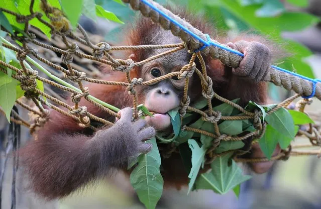 Rizki, 10 months orphaned Bornean orang utan starts learning to bite and eating leaves at Surabaya Zoo as he prepares to be released into the wild on May 19, 2014 in Surabaya, Indonesia. The two baby orangutans, brothers, were found in Kutai National Park in a critical condition having been abandoned by their mother on May 14, 2014. (Photo by Robertus Pudyanto/Getty Images)