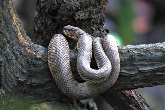 A pit viper sits on a tree branch in a swamp at Pasir Ris park in Singapore on January 19, 2023. (Photo by Roslan Rahman/AFP Photo)