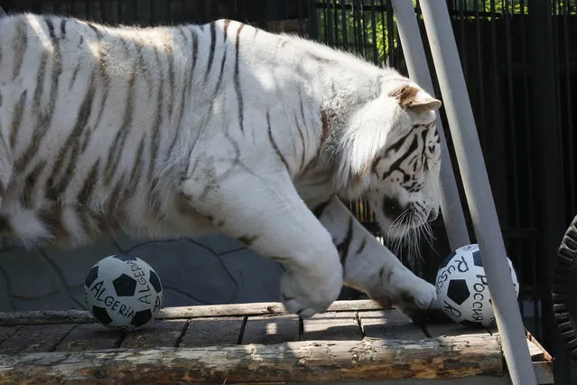 Khan, a three-year-old male Bengali white tiger, plays with a ball during an event organized by zoo employees to predict the result of the upcoming 2014 World Cup Group H soccer match between Russia and Algeria, at the Royev Ruchey zoo in Russia's Siberian city of Krasnoyarsk, June 26, 2014. The tiger, which had to choose and play with one of two balls bearing names of the countries, predicted the victory of team Russia. (Photo by Ilya Naymushin/Reuters)