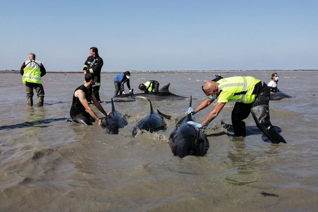 Rescuers and municipal and science personnel carry out an operation to rescue beached dolphins stranded in the Fier d'Ars bay on the Ile de Re (Re Island), off France's western Atlantic coast, on September 17, 2024. Thirty-four people, including 19 firefighters, 3 eco-guards, 6 municipal staff from the commune of La Couarde and 6 members of the Pelagis laboratory, took part in a rescue operation to return to sea 18 dolphins that were caught between the oyster beds and the descending tide in the Fier d'Ars bay. One dolphin died and the other 17 were able to return to sea. (Photo by Olivier Guerin/AFP Photo)