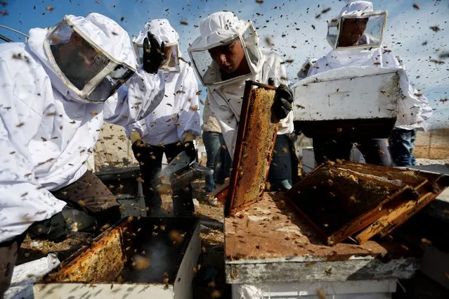 Palestinian beekeepers remove bees in the process of collecting honey at a farm in the central Gaza Strip on May 11, 2022. (Photo by Ibraheem Abu Mustafa/Reuters)