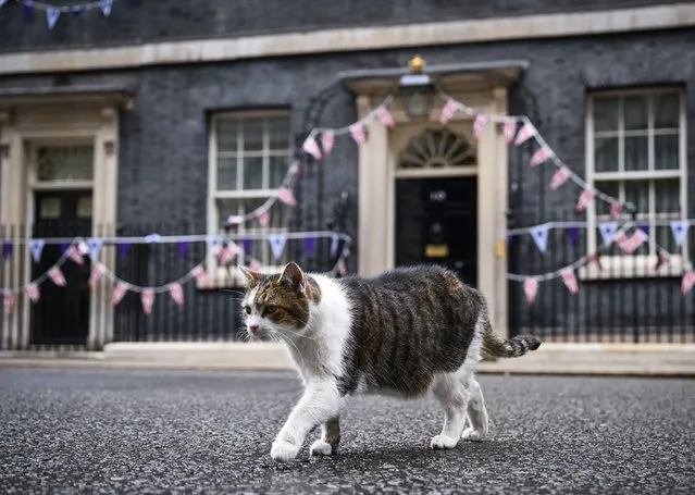 Larry the Downing Street cat walks across the road on June 06, 2022 in London, England. The prime minister will face a vote of confidence among Conservative MPs this evening, after at least 54 MPs submitted letters to a party committee to trigger the vote. He can prevail with a simple majority. (Photo by Jeff J. Mitchell/Getty Images)