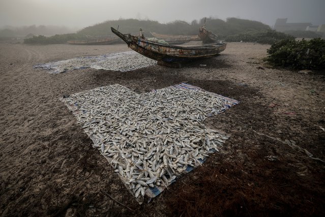 Fish are spread out to dry, as mist shrouds the beach at Fass Boye, Senegal, on March 20, 2024. Dozens of wooden fishing boats, known as pirogues, line Fass Boye's sandy beach, a sign of fishing's central role in the local economy. But like many coastal communities, the village about 100 km north of Senegal's capital, Dakar, has seen hundreds of its residents leave in search of more opportunities. Diminishing fish stocks and soaring living costs have made it hard to make ends meet, locals say. They blame overfishing by international trawlers and say their small boats can't compete. (Photo by Zohra Bensemra/Reuters)