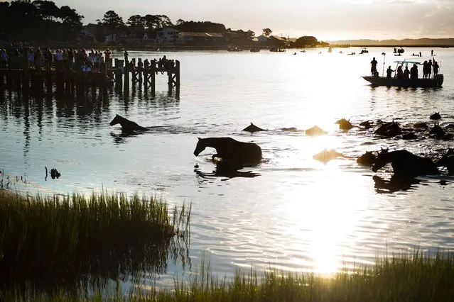 Assateague wild ponies make their way out of the Assateague Channel during the annual Chincoteague Island Pony Swim in Chincoteague Island, Virginia, on July 26, 2017. (Photo by Jim Watson/AFP Photo)
