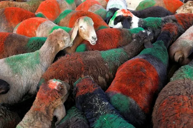 Sheep stand in a herd at a livestock market ahead of Eid al-Adha in Kabul, Afghanistan on July 8, 2022. (Photo by Ali Khara/Reuters)
