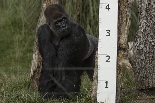 Kumbuka, a Silverback Western Lowland Gorilla stands next to a large measuring stick during a photocall to promote the London Zoo annual “weigh-in” event on August 24, 2017 in London, England. (Photo by Dan Kitwood/Getty Images)