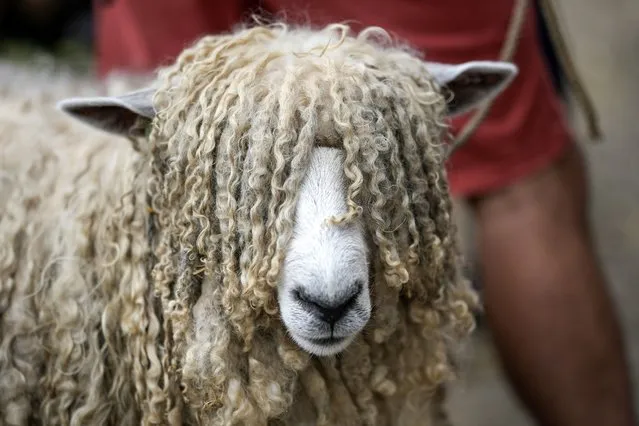 A Lincolnshire Long Wool sheep named Folly Foot watches other sheep in the ring during the first day of the Great Yorkshire Show at the Harrogate Show Ground on  July 12, 2022 in Harrogate, England. The Yorkshire Agricultural Society are expecting nearly 140,000 people to attend the sell out event in Harrogate over the next four days. First held in 1838 the brings together livestock, events, farming demonstrations, food, dairy and produce stands as well as equestrian events. The popular agricultural show is over three days and celebrates the farming and agricultural community and their way of life. (Photo by Christopher Furlong/Getty Images)