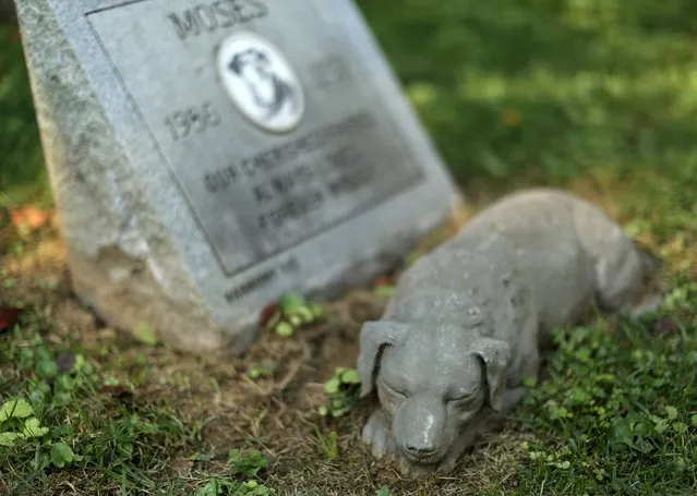 A ceramic dog sleeps next to the gravesite of “Moses” at the Aspin Hill Memorial Park in Aspen Hill, Maryland August 25, 2015. (Photo by Gary Cameron/Reuters)